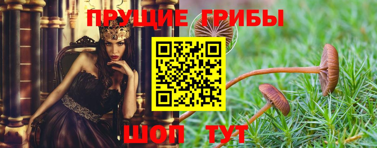 Псилоцибиновые грибы GOLDEN TEACHER  Галлюциногенные грибы Psilocybine cubensis  Чита  Вход с VPN 